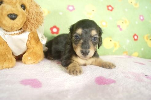 成約済の兵庫県のミニチュアダックスフンド-32730の4枚目