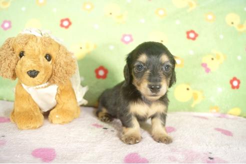 成約済の兵庫県のミニチュアダックスフンド-32730の1枚目