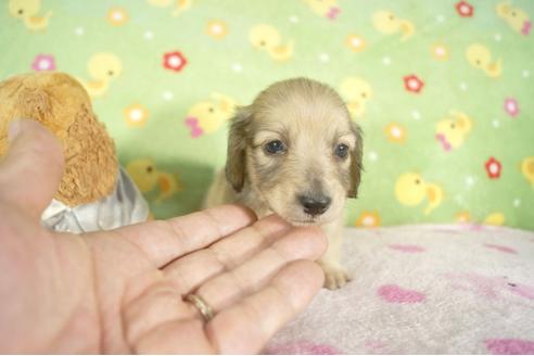 成約済の兵庫県のミニチュアダックスフンド-32732の4枚目
