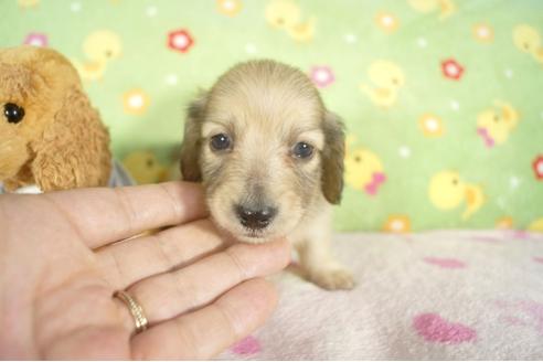成約済の兵庫県のミニチュアダックスフンド-32732の1枚目