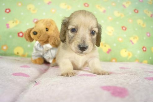 成約済の兵庫県のミニチュアダックスフンド-32732の2枚目