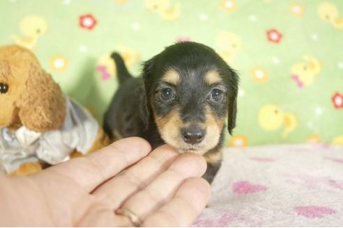 成約済の兵庫県のミニチュアダックスフンド-32733の4枚目