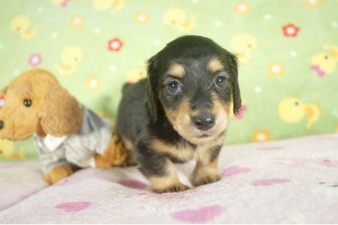 成約済の兵庫県のミニチュアダックスフンド-32733の1枚目