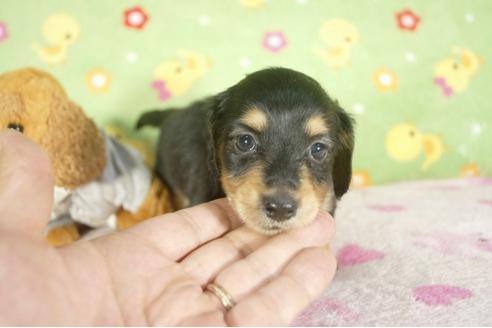 成約済の兵庫県のミニチュアダックスフンド-32733の2枚目