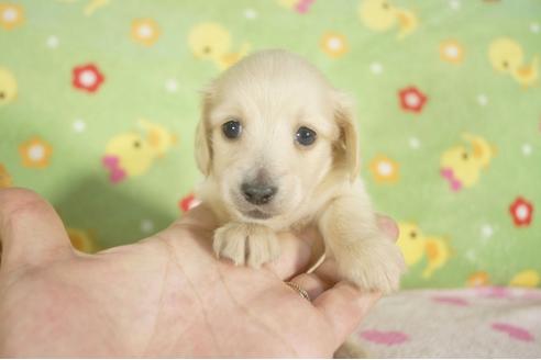 成約済の兵庫県のミニチュアダックスフンド-32734の1枚目