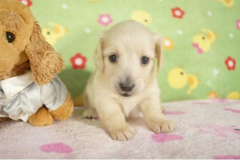 成約済の兵庫県のミニチュアダックスフンド-32734の2枚目