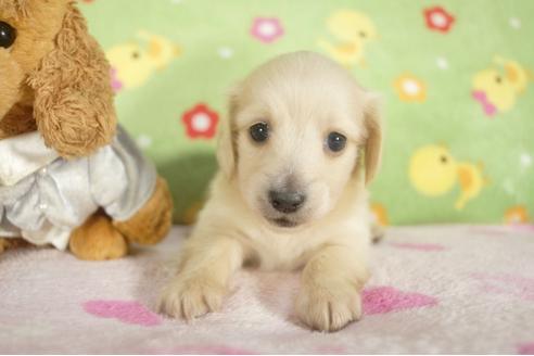 成約済の兵庫県のミニチュアダックスフンド-32734の3枚目