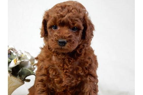 成約済の北海道のトイプードル-32761の1枚目