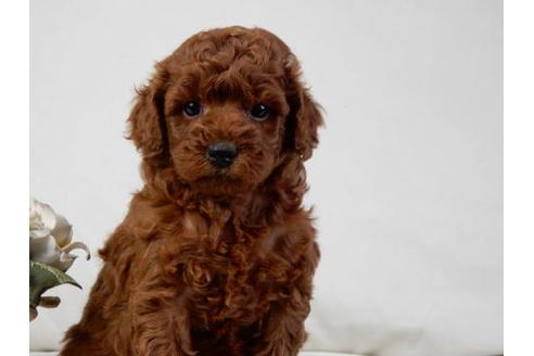 成約済の北海道のトイプードル-32761の2枚目