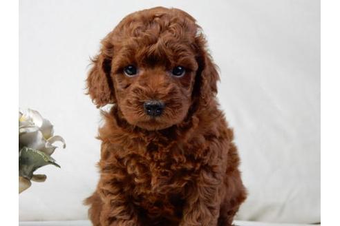 成約済の北海道のトイプードル-32761の3枚目