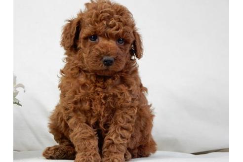 成約済の北海道のトイプードル-32762の1枚目