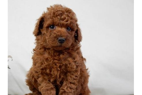 成約済の北海道のトイプードル-32762の2枚目