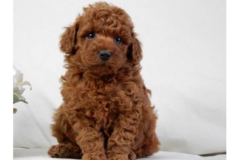 成約済の北海道のトイプードル-32762の3枚目