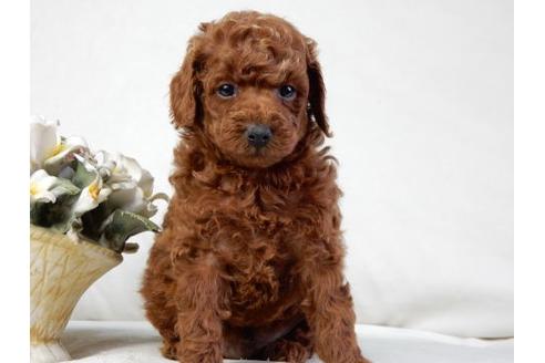 成約済の北海道のトイプードル-32763の1枚目