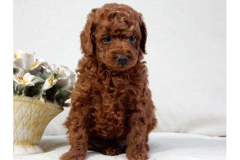 成約済の北海道のトイプードル-32763の2枚目