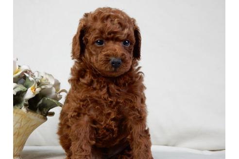 成約済の北海道のトイプードル-32763の3枚目