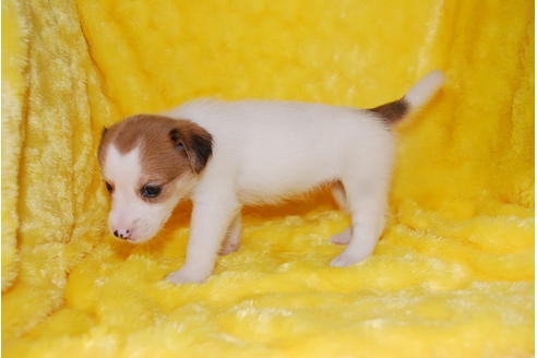 成約済の京都府のミックス犬-32764の1枚目