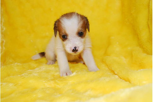 成約済の京都府のミックス犬-32765の3枚目