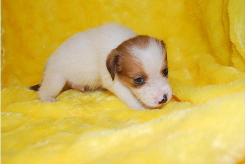 成約済の京都府のミックス犬-32765の2枚目