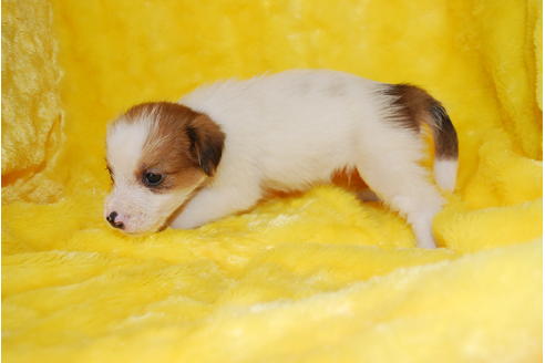 成約済の京都府のミックス犬-32765の1枚目