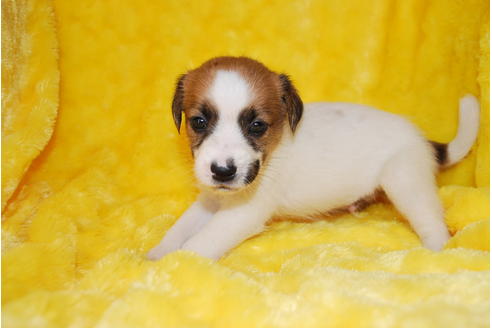 成約済の京都府のミックス犬-32767の3枚目