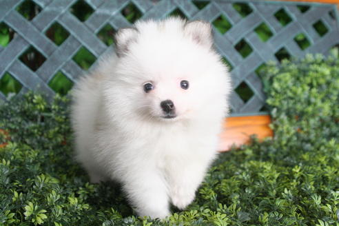 成約済の京都府のポメラニアン-31945の5枚目