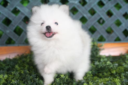 成約済の京都府のポメラニアン-31945の4枚目