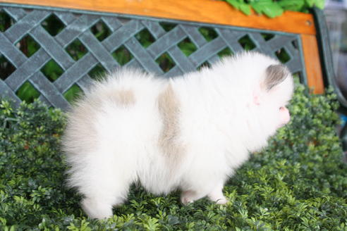 成約済の京都府のポメラニアン-31945の3枚目