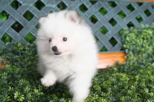 成約済の京都府のポメラニアン-31945の1枚目