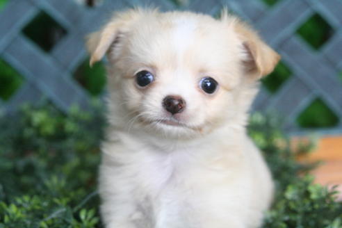 成約済の京都府のチワワ(ロングコート)-31939の5枚目