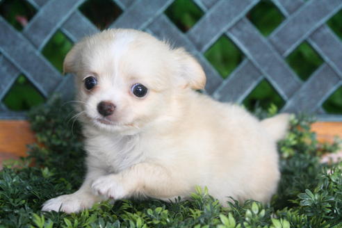 成約済の京都府のチワワ(ロングコート)-31939の4枚目