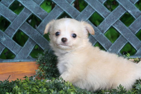 成約済の京都府のチワワ(ロングコート)-31939の3枚目