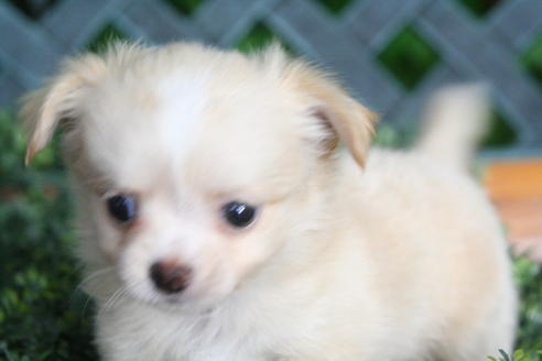 成約済の京都府のチワワ(ロングコート)-31939の2枚目