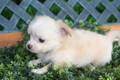 成約済の京都府のチワワ(ロングコート)-31939の1枚目