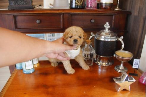 成約済の埼玉県のトイプードル-32775の1枚目