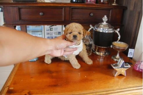 成約済の埼玉県のトイプードル-32775の2枚目