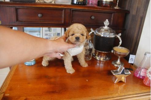 成約済の埼玉県のトイプードル-32775の4枚目