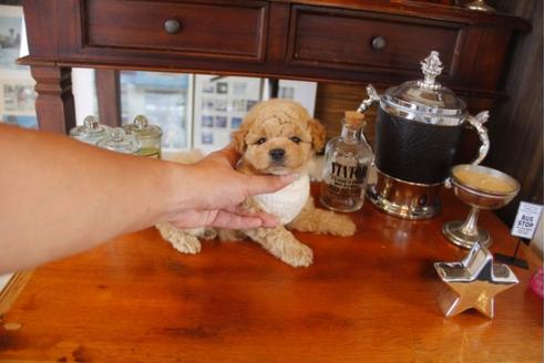 成約済の埼玉県のトイプードル-32775の5枚目