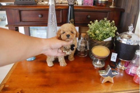 成約済の埼玉県のトイプードル-32776の2枚目