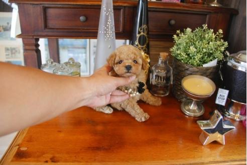 成約済の埼玉県のトイプードル-32776の3枚目