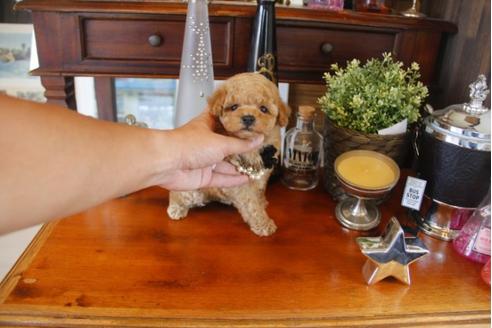 成約済の埼玉県のトイプードル-32776の4枚目