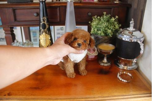 成約済の埼玉県のトイプードル-32053の3枚目