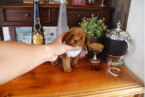 成約済の埼玉県のトイプードル-32053の4枚目