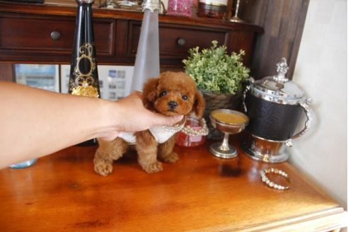 成約済の埼玉県のトイプードル-32053の5枚目