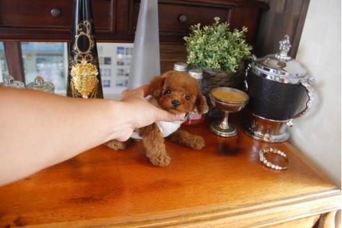 成約済の埼玉県のトイプードル-32053の1枚目