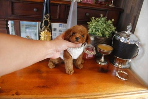 成約済の埼玉県のトイプードル-32053の2枚目