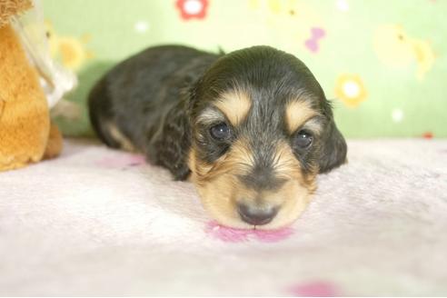 成約済の兵庫県のミニチュアダックスフンド-32793の1枚目