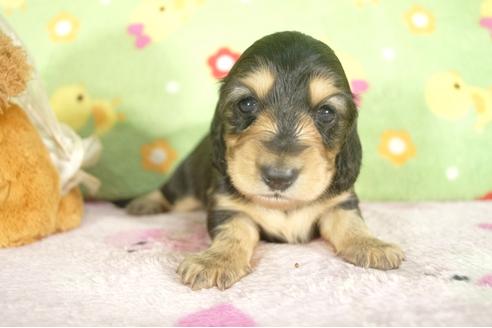 成約済の兵庫県のミニチュアダックスフンド-32793の2枚目