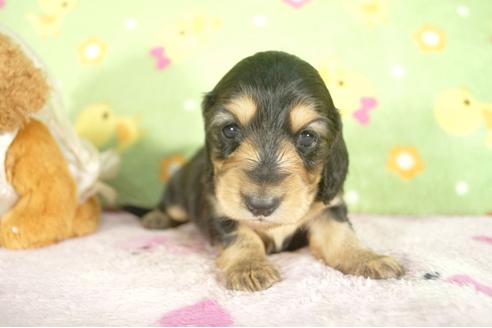 成約済の兵庫県のミニチュアダックスフンド-32793の3枚目