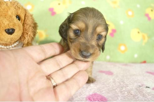 成約済の兵庫県のミニチュアダックスフンド-32794の1枚目
